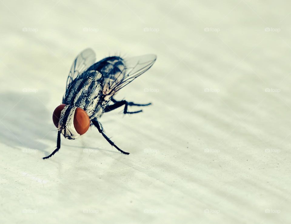 Macro photography  - House fly - Closeup shot