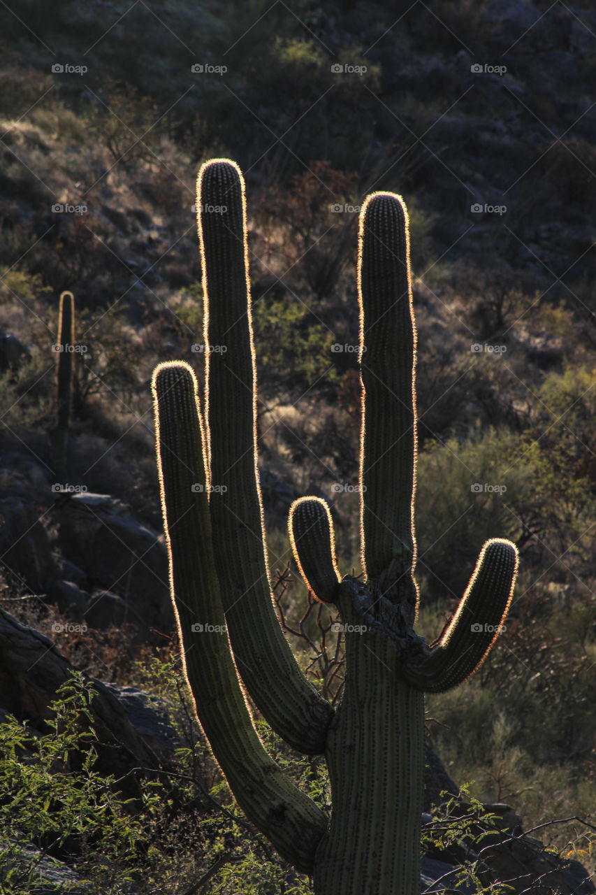 Saguaro lights up as the sun sets