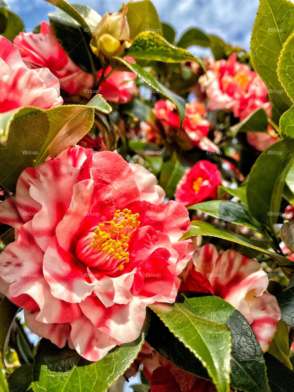 Camellia bursting with vibrant color, announcing spring’s arrival and bringing smiles to all who view it.