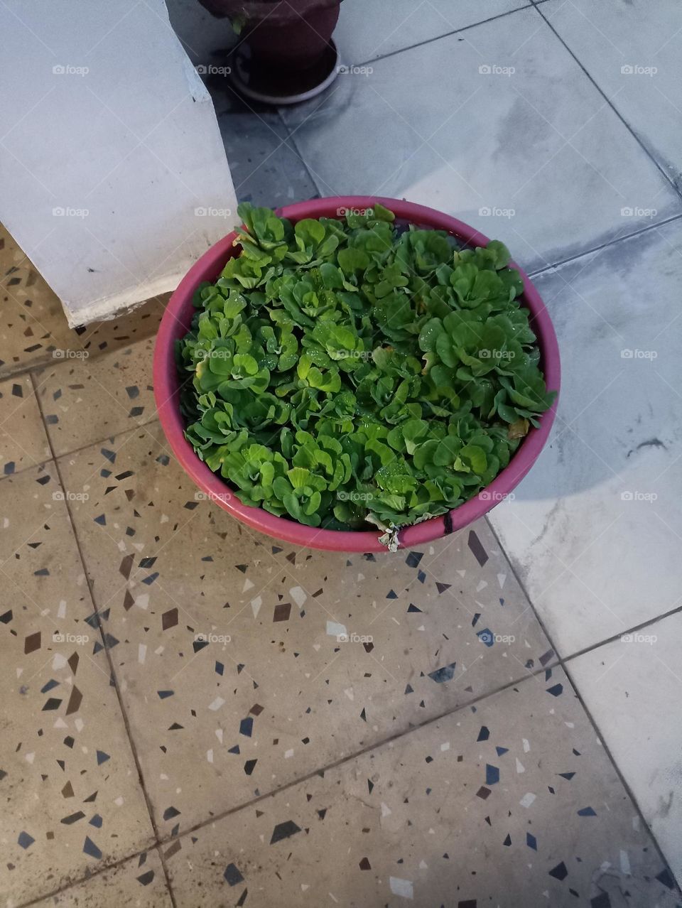 nature in pot
