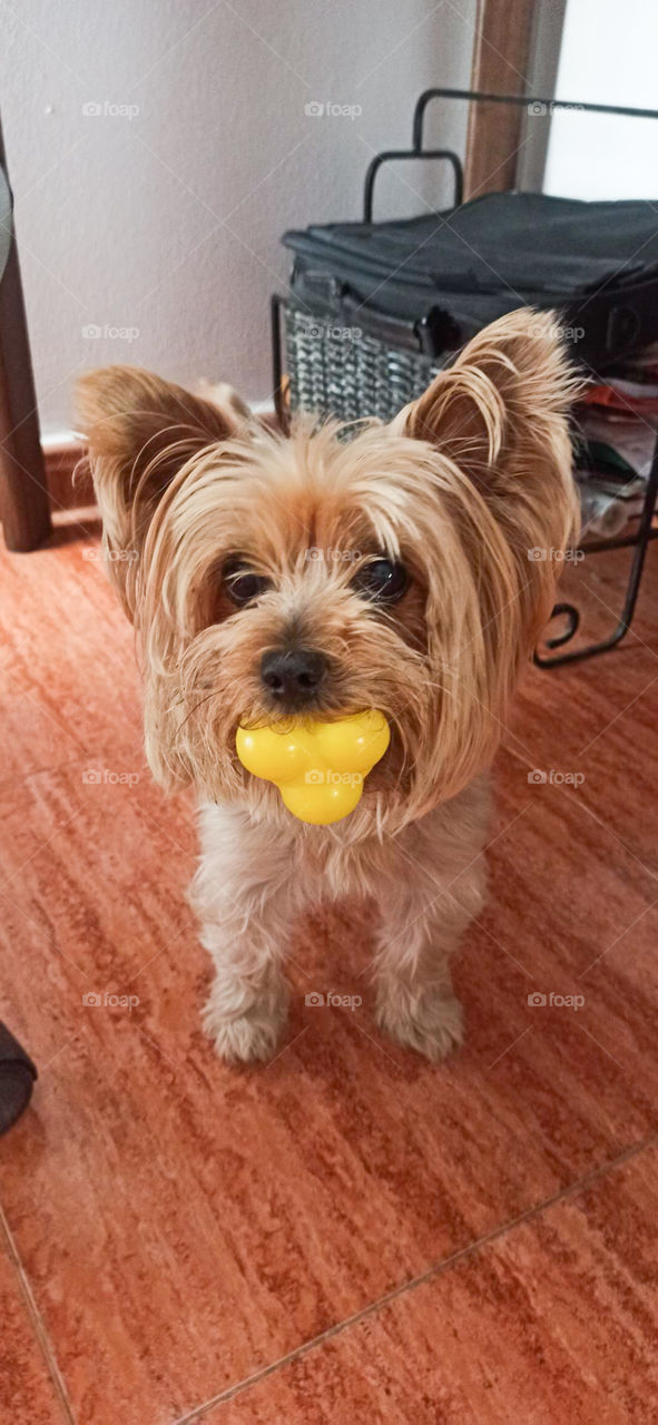 Yorkshire Terrier jugando con su pelota en la boca