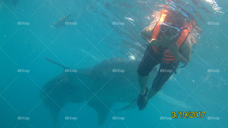 a moment with a whaleshark