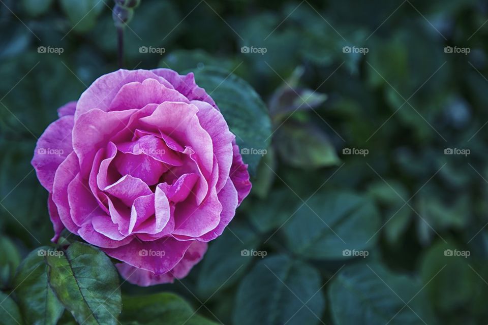 Pink Rose