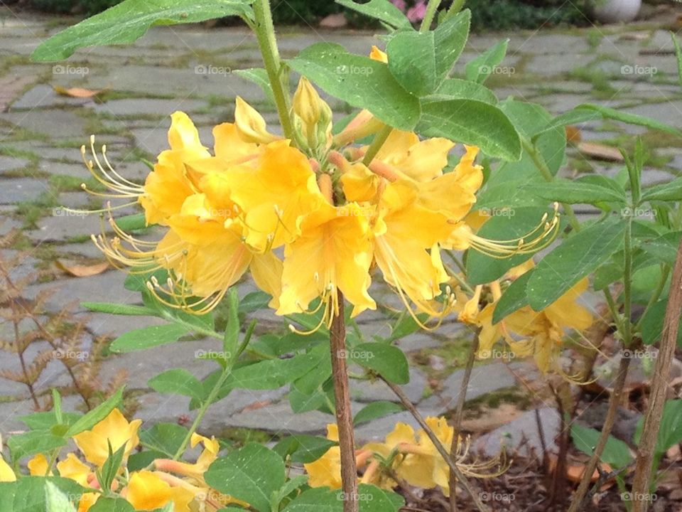 Yellow azaleas