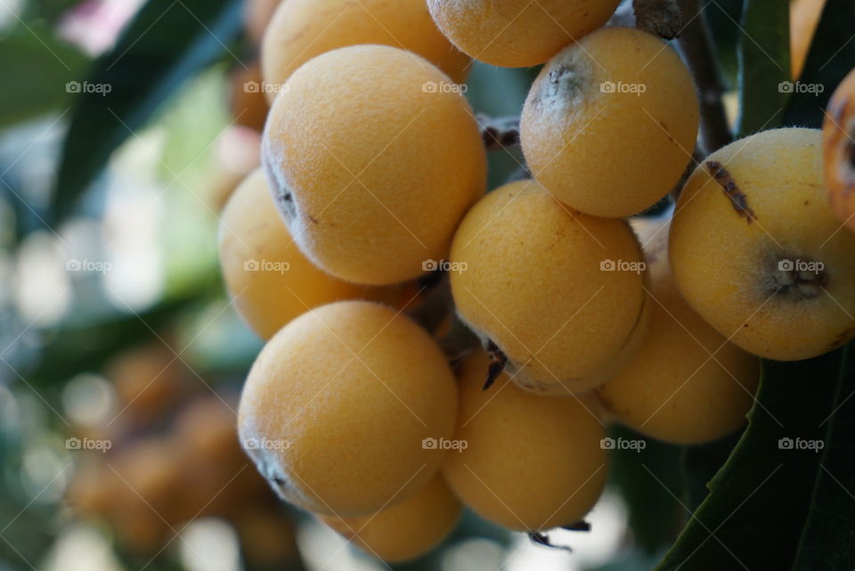 Bunch of loquat on tree