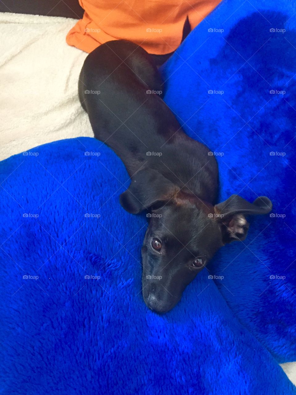 Blue pillow sleeping dog