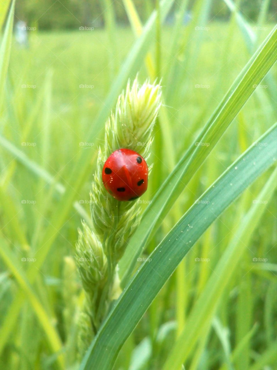 Ladybug in green grass