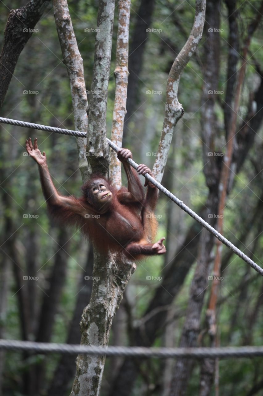 Playful baby Orangutan at forest, Kota Kinabalu, Malaysia 
