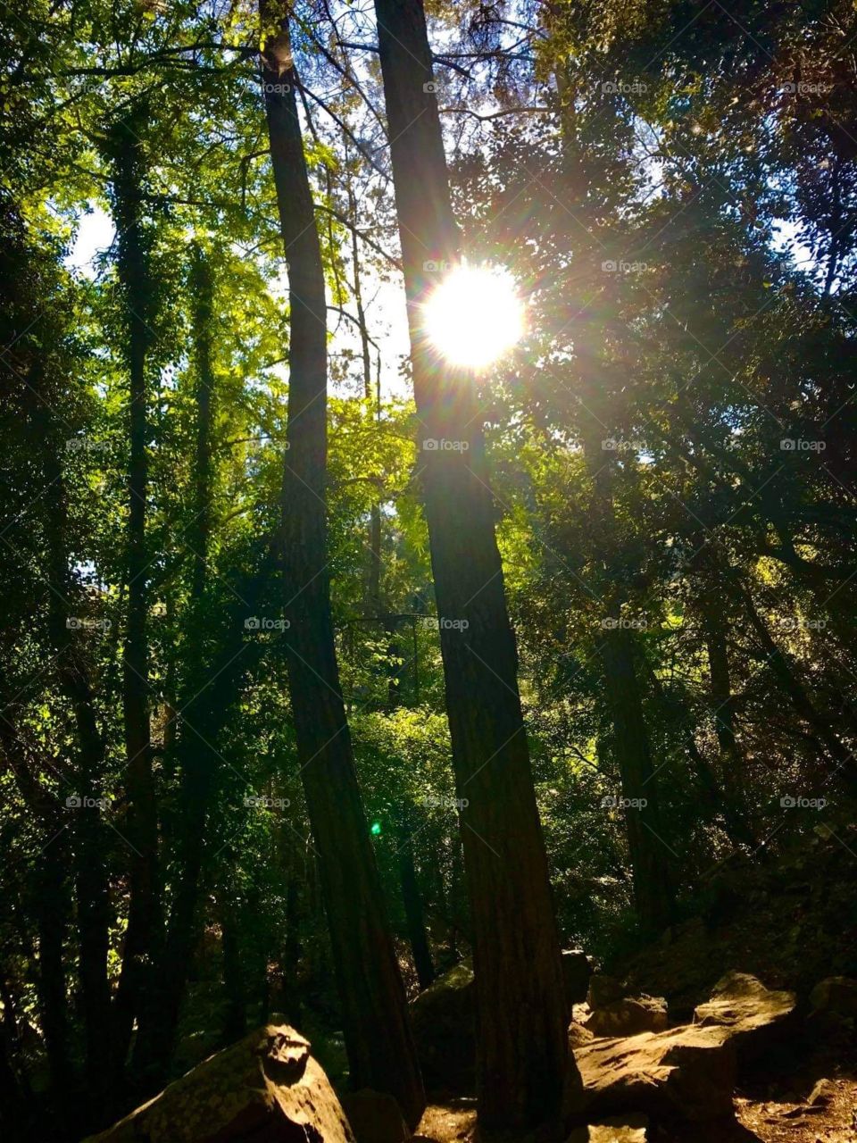 Forest Waterfall Kalidonia Kakopetria 2020