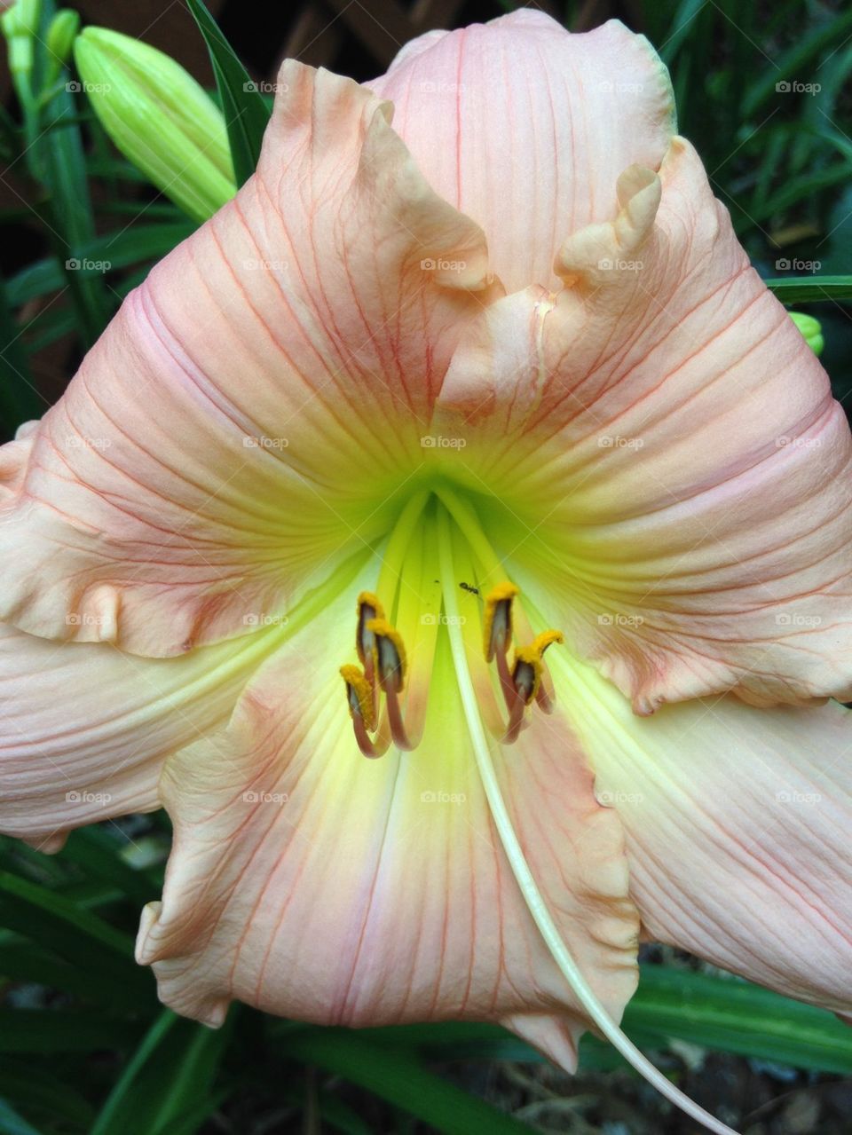 Close-up of day lily