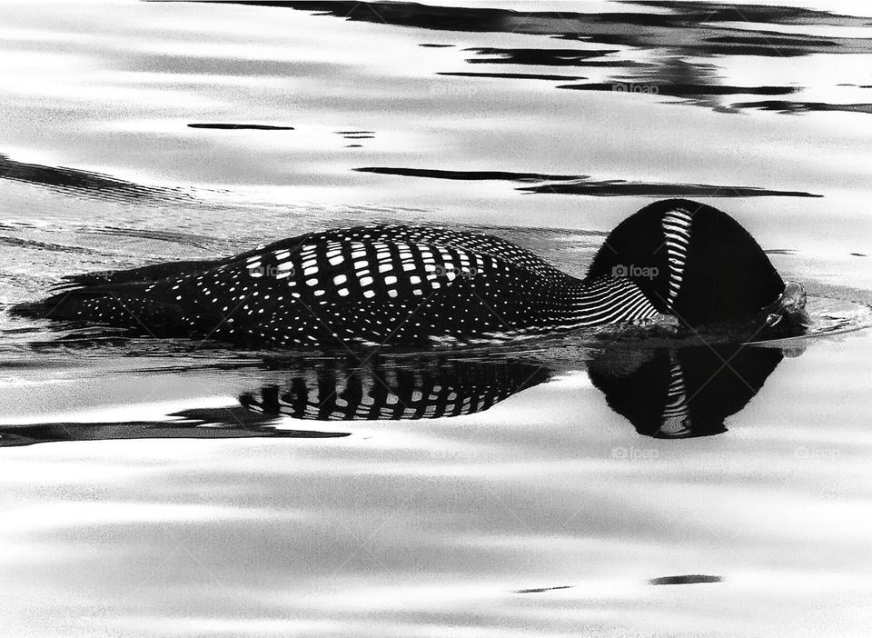 Loon with reflection