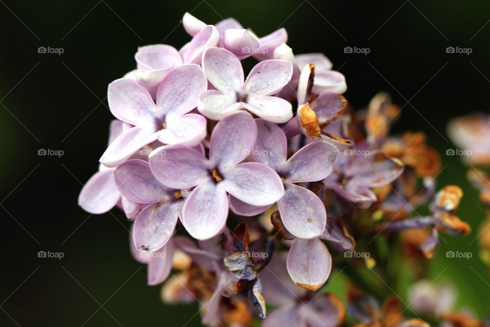 Flowers in close up