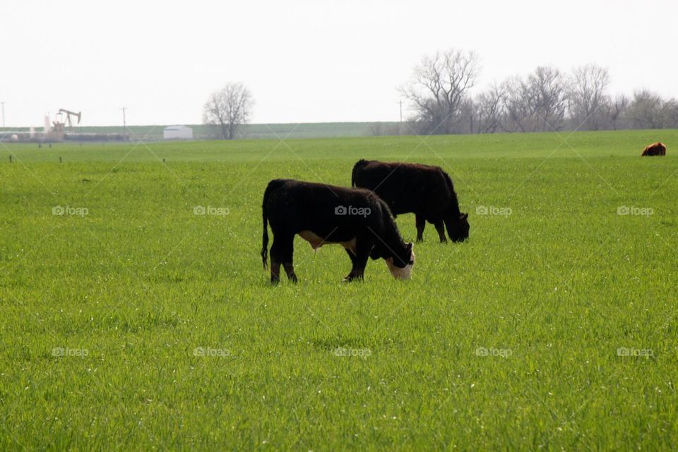 Black cows