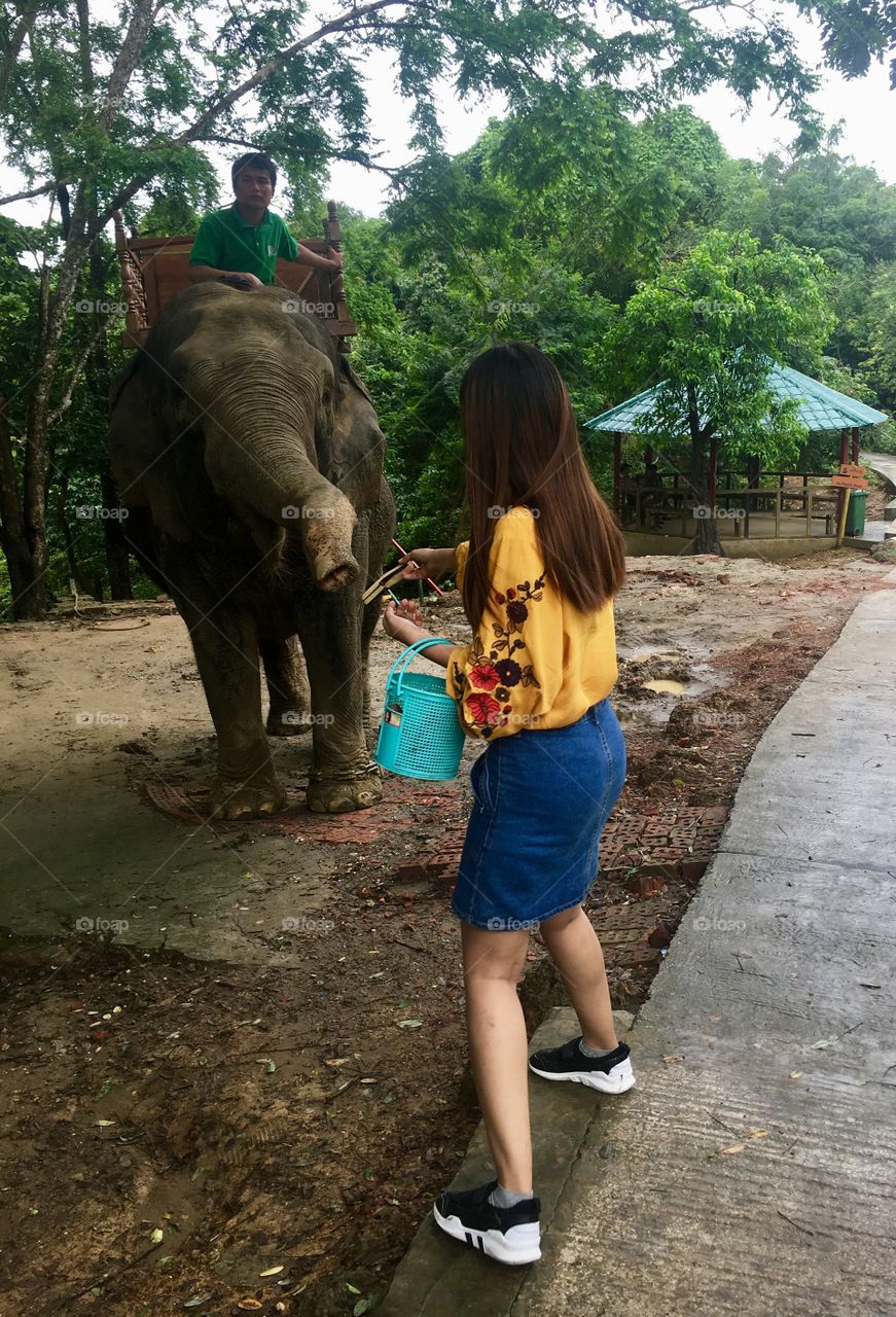 Asian Myanmar Woman Feeding Sugarcane Elephant In the zoo Hlaw Kar Garden 
