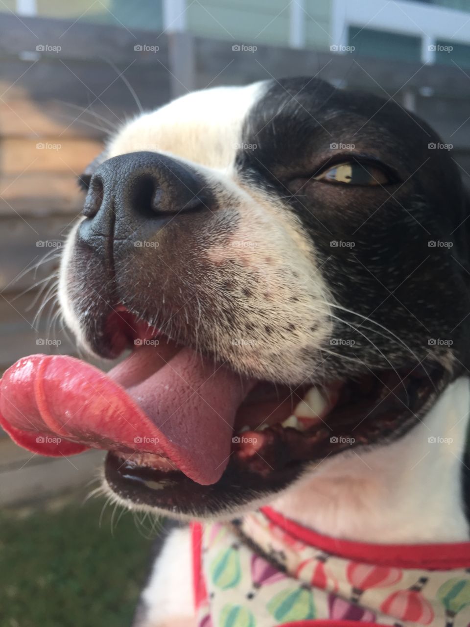 Boston Terrier with tongue sticking out 