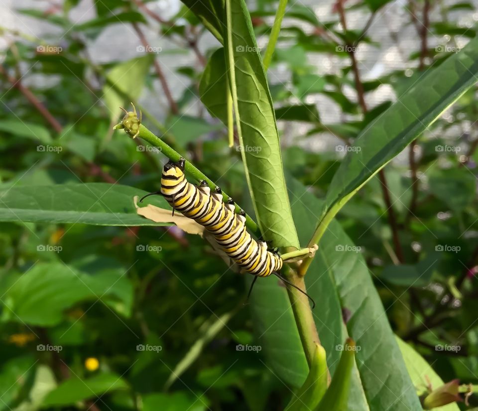 Spring Time Caterpillar