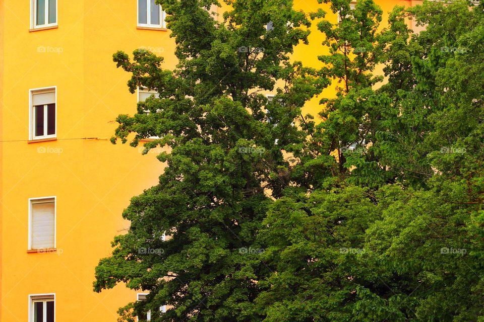 A big tree grows in front of a yellow house in the city
