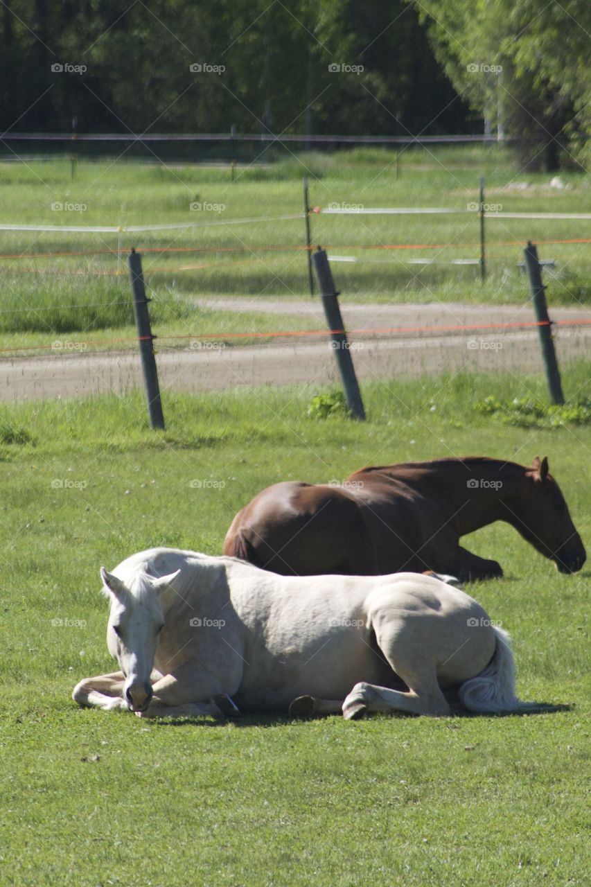 Mammal, Cavalry, Grass, No Person, Farm