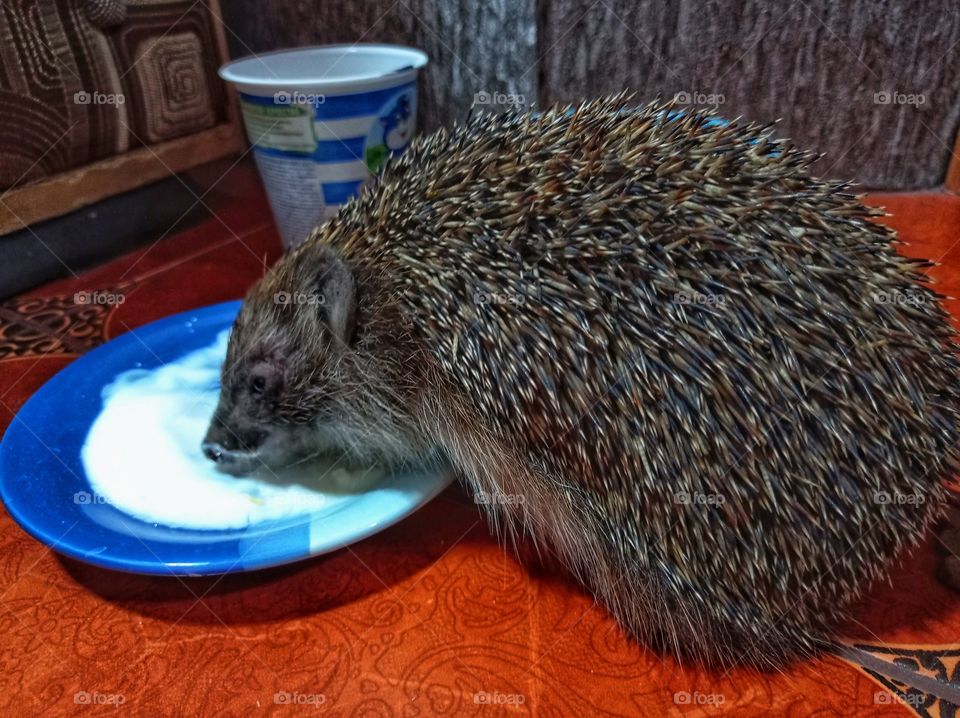 The hedgehog eats cottage cheese with kefir from a cat bowl.