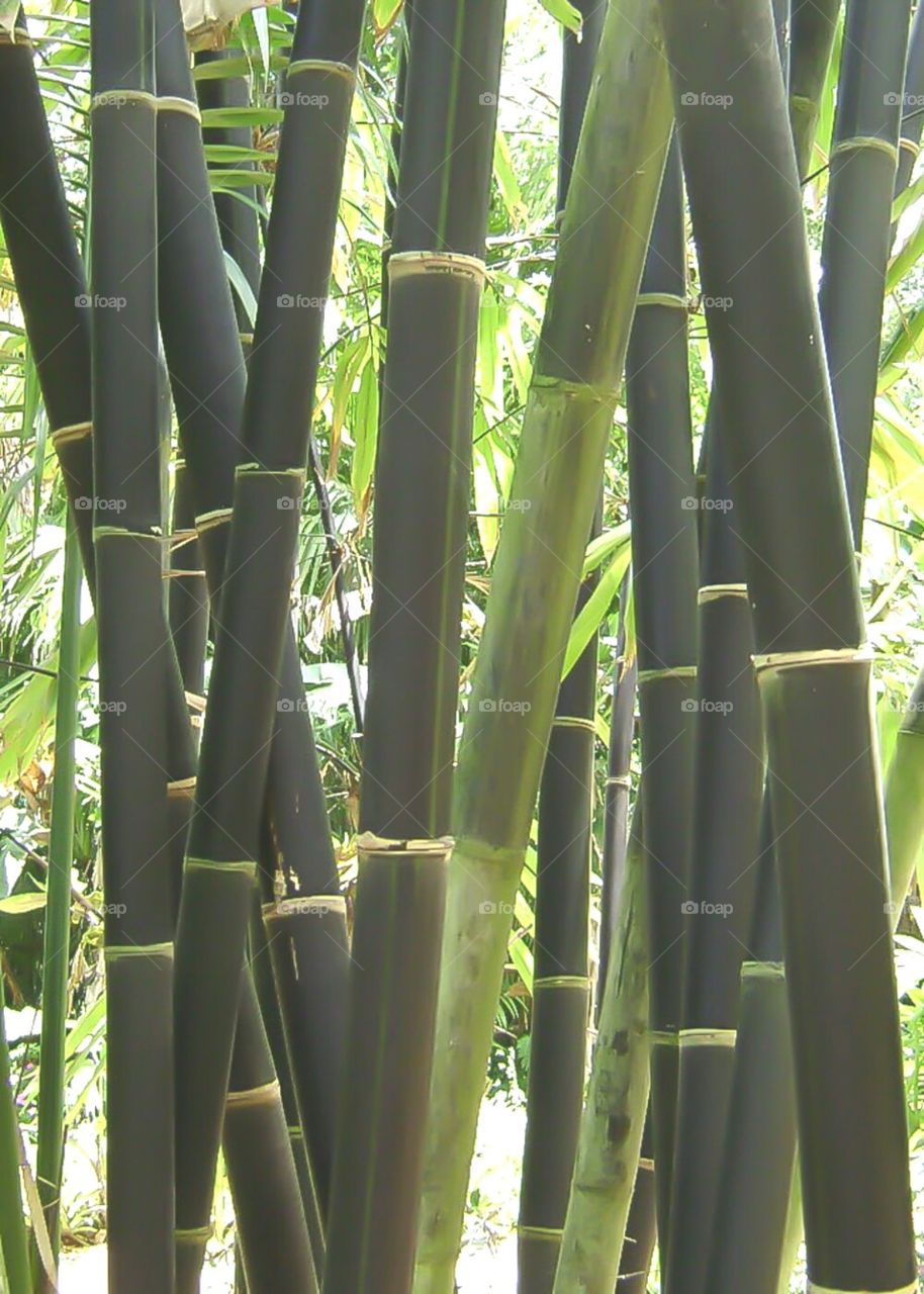 black bamboo. black bamboo