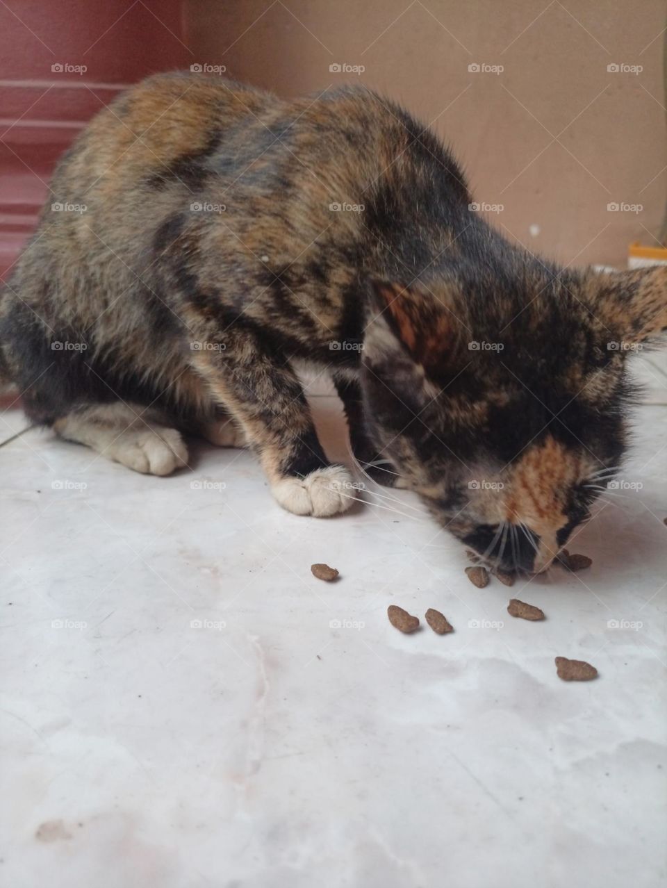 Colorful Cat is Eating