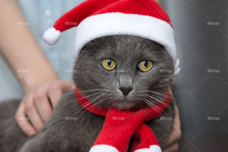 cat in Santa's hat