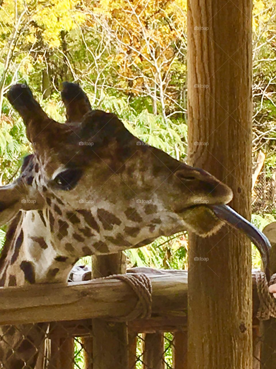 Giraffe and his tongue