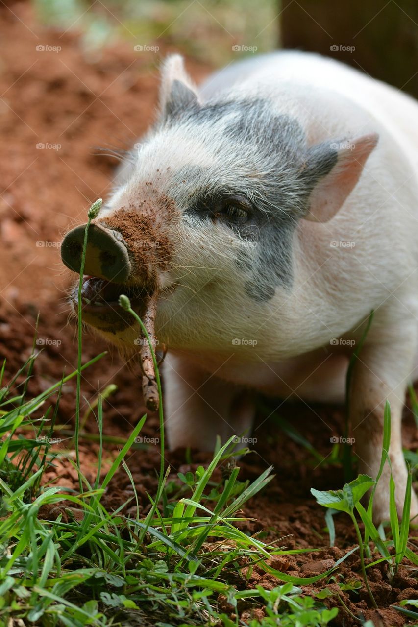 Mini Potbelly Pig with Stick