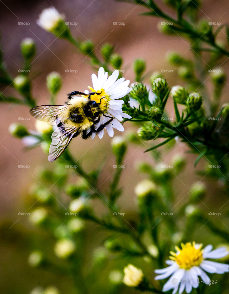 Bumblebee on a daisy