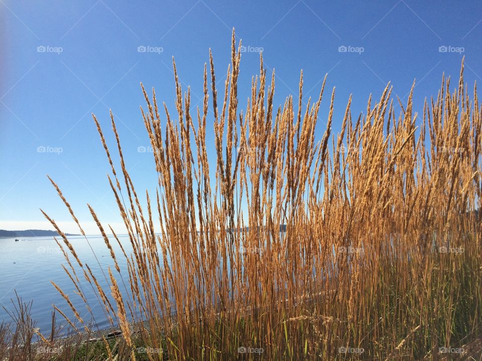 Plants growing near sea