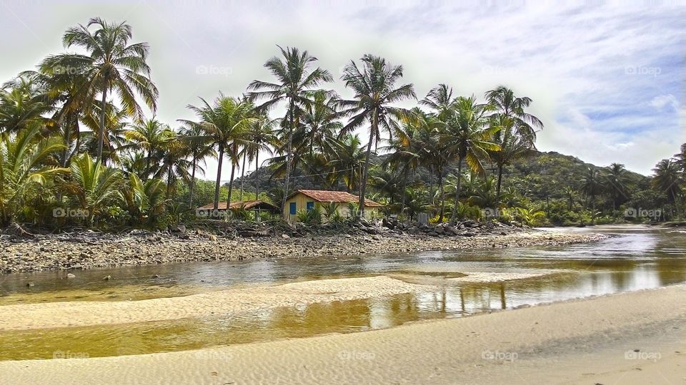 View of palm trees and houses