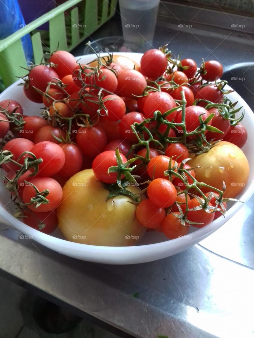 Cherry tomatoes harvested in backyard vegetable garden