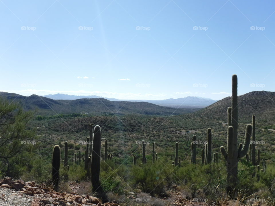 Cactus Valley