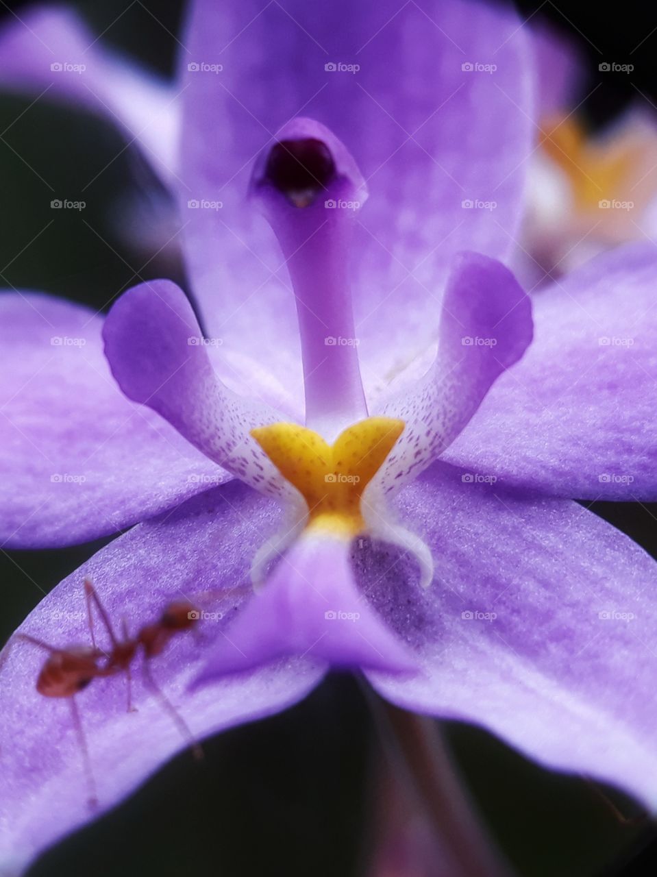 purple orchid