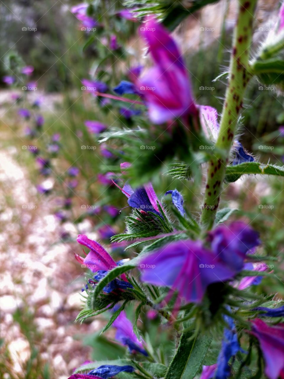 Fleur vers la vallée heureuse