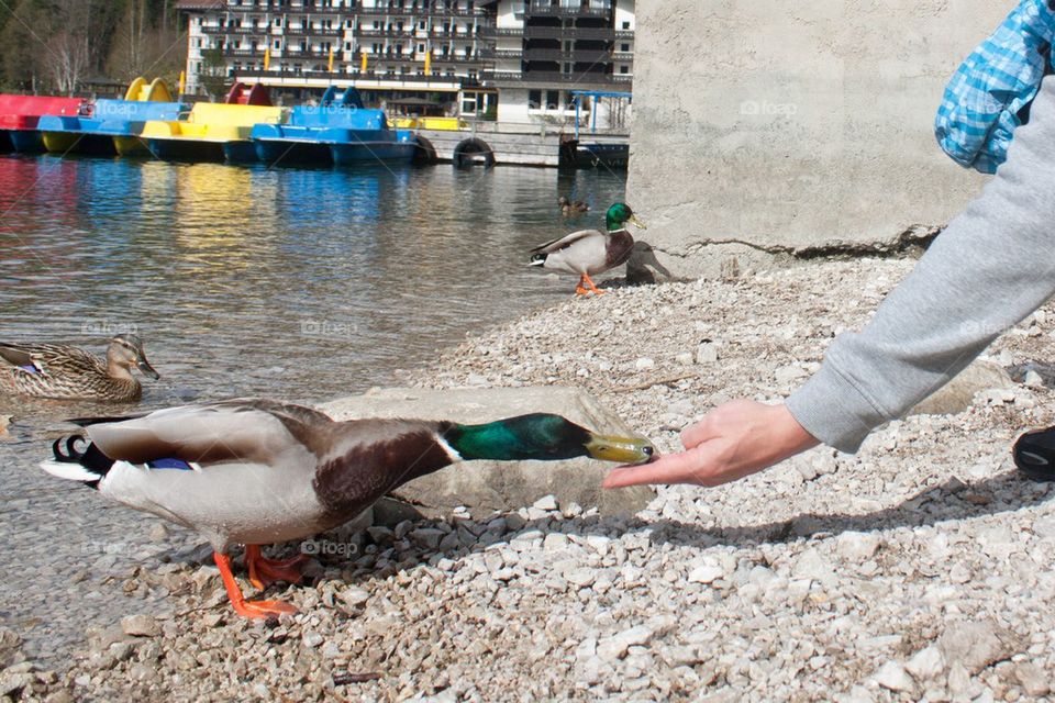 Feeding the ducks 