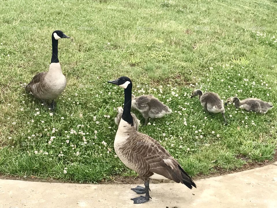 Geese and goslings feeding