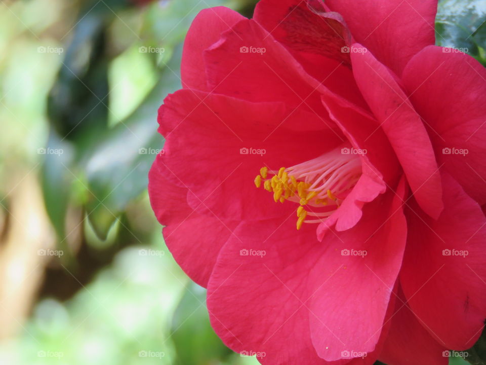 Camellia