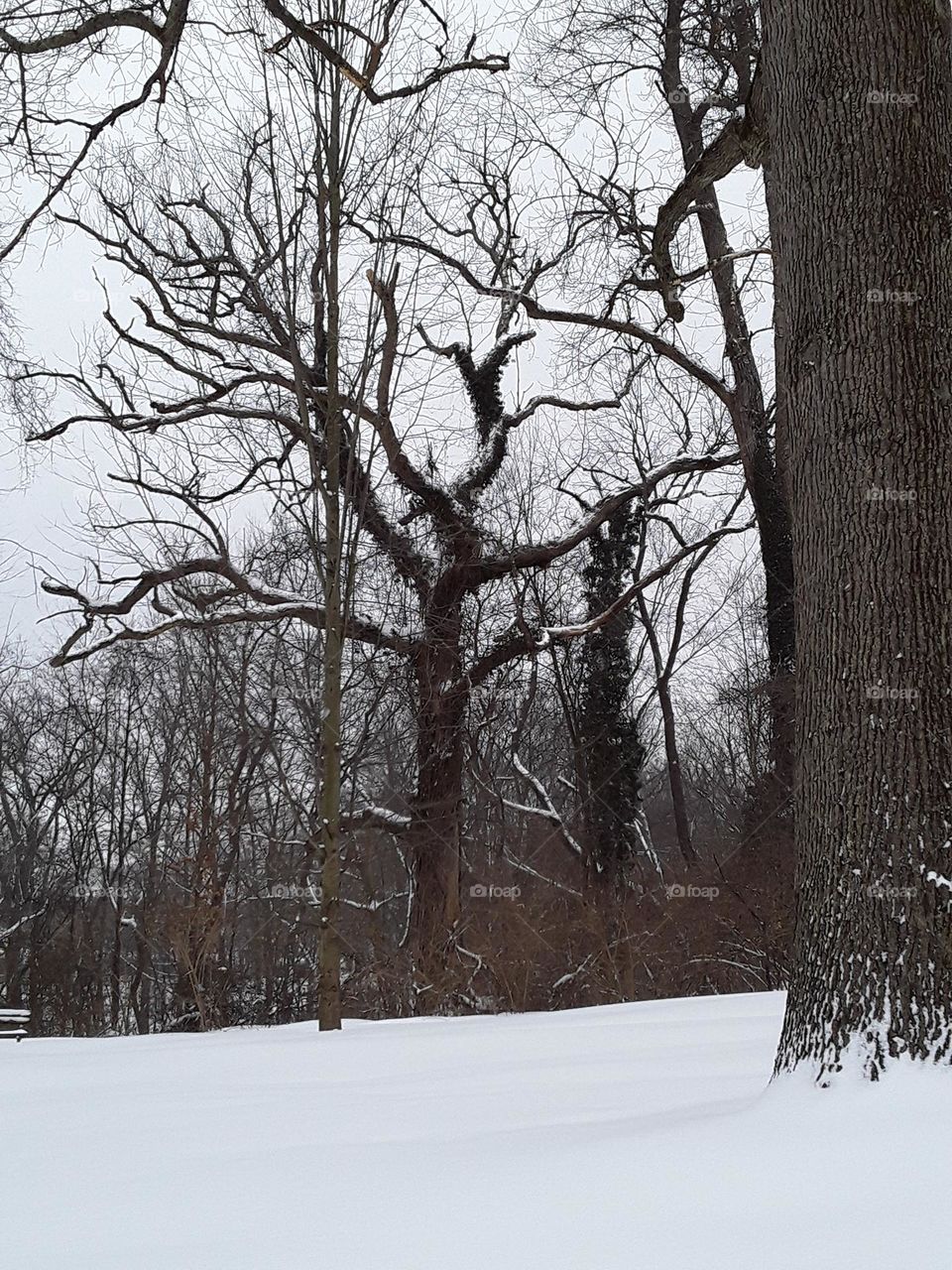 old tree in the snow after a storm