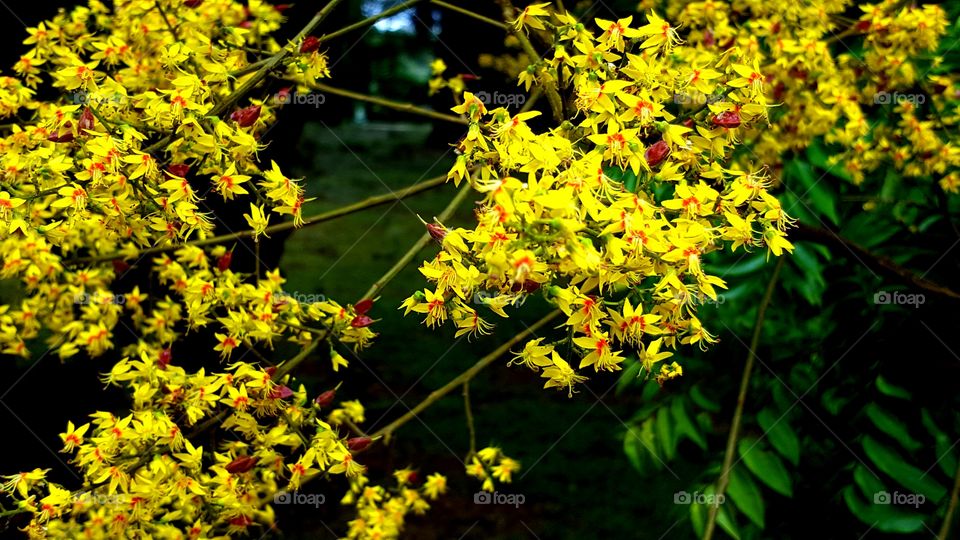 Nature, Leaf, Flower, Flora, Garden