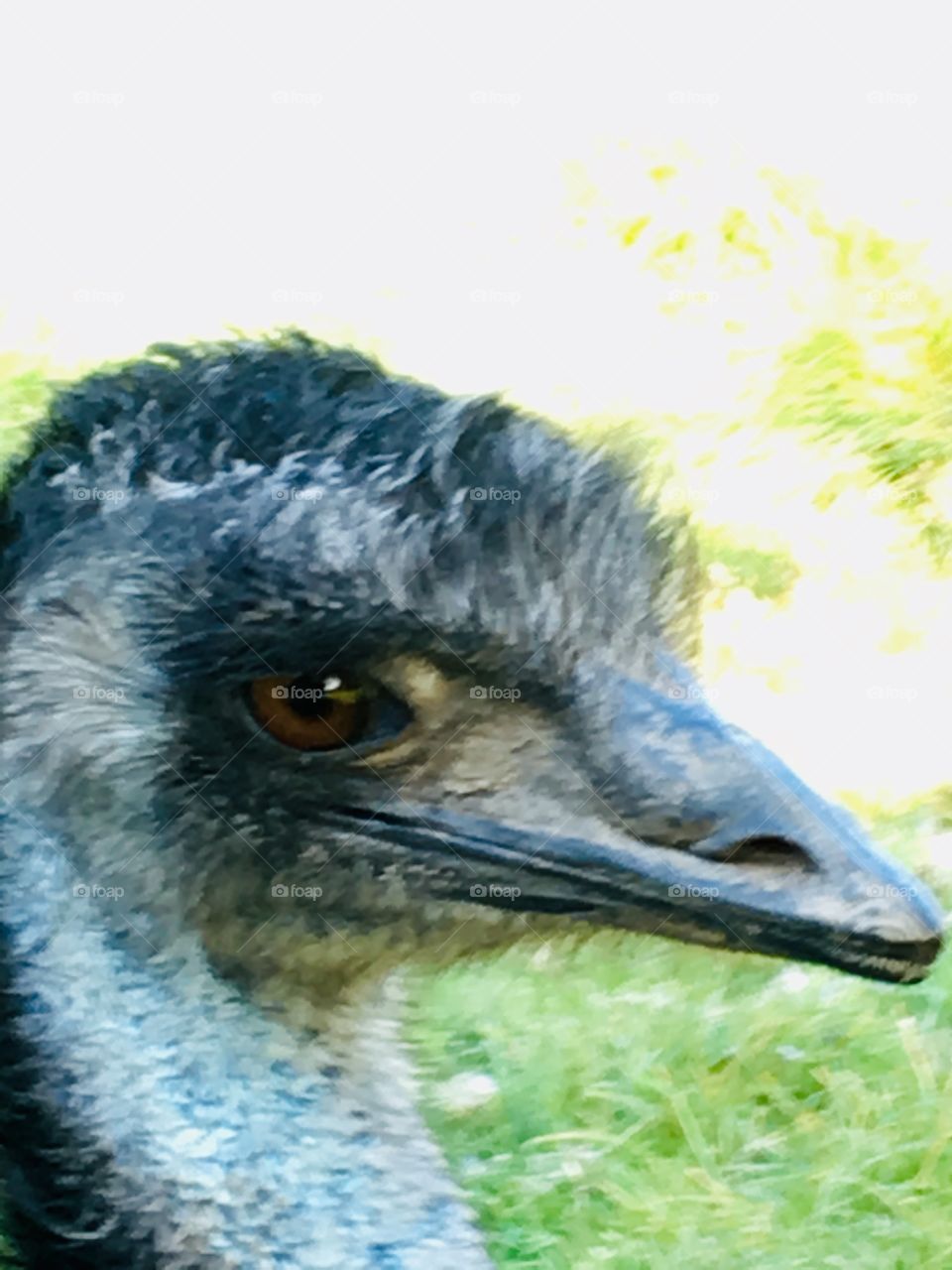 Ostrich