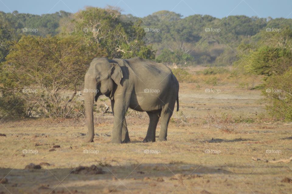 Yala national park 