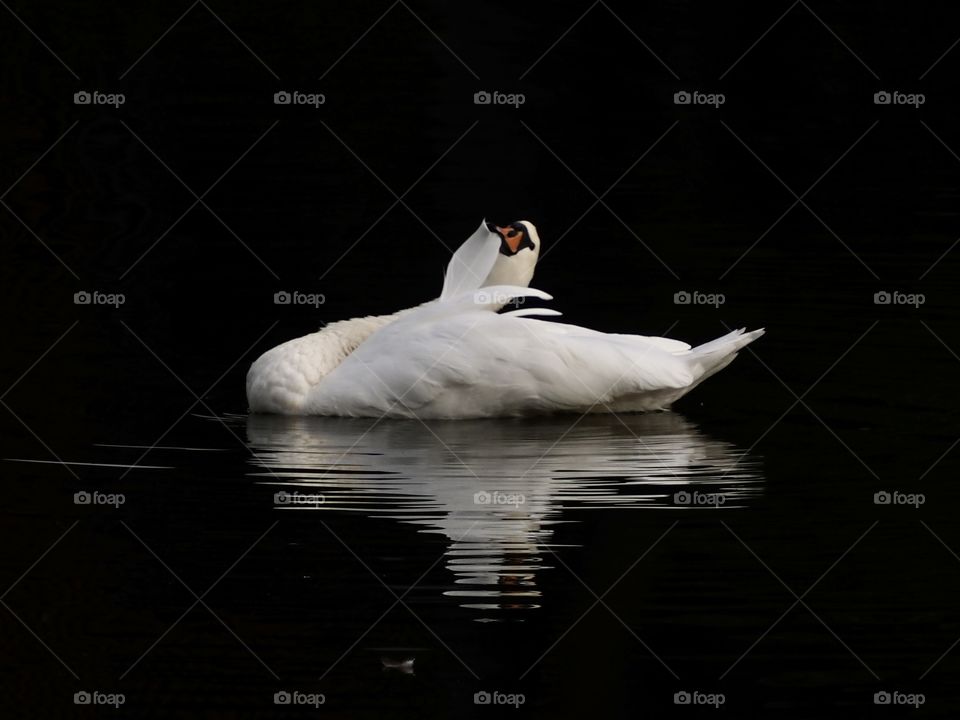 Swan