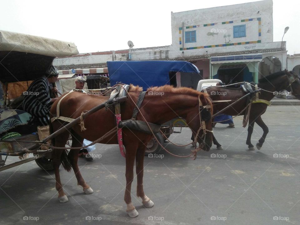 Public transport in Morocco:  Caleche.