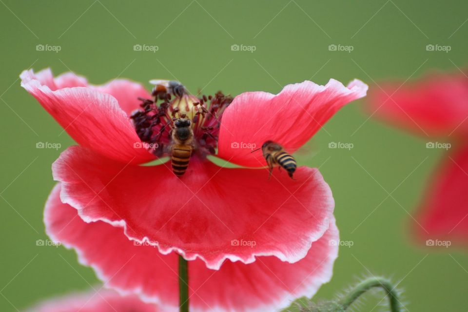 The bee and the flower