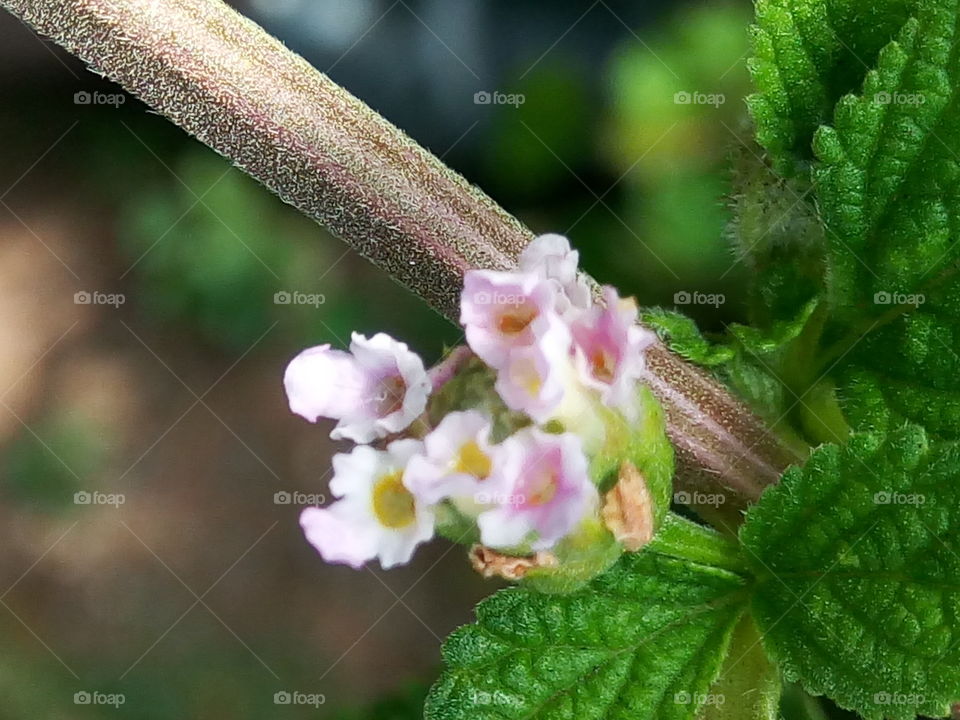 Leaf, Nature, Flora, Flower, Garden