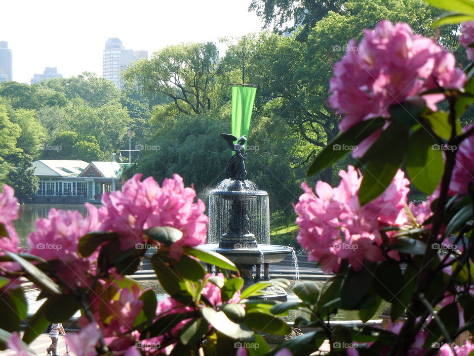 Bethesda Fountain behind the Rhododendrons Central Park 