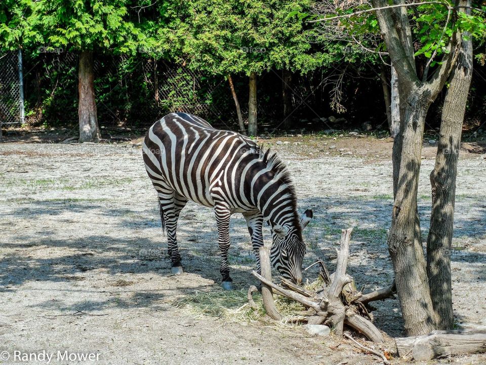 Rodger Williams Park Zoo
Providence RI