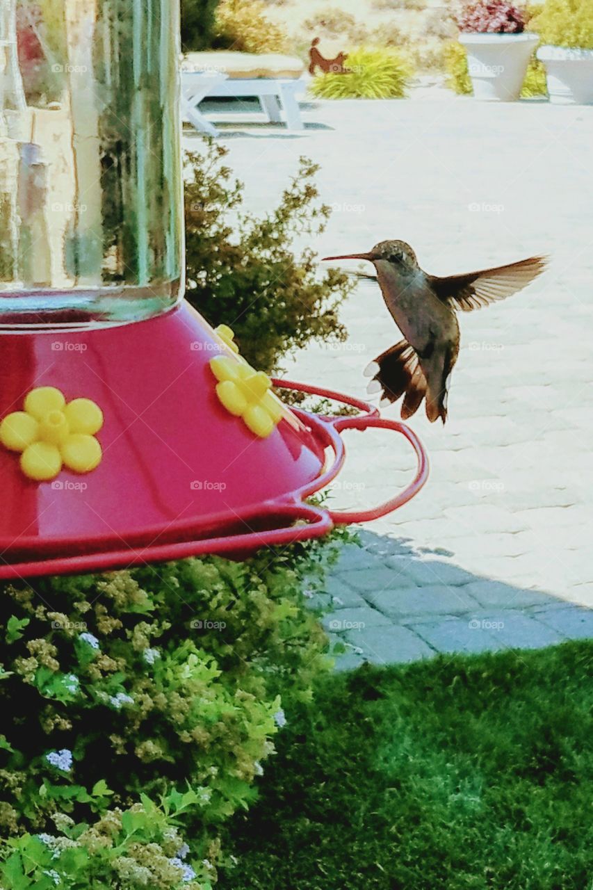 a closeup of a hummingbird with outspread wings landing on a bright red feeder on a sun-drenched patio
