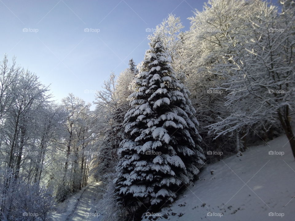 Bad Wildbad in winter